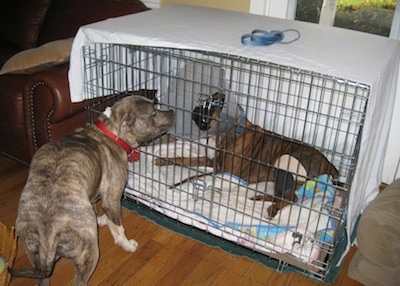 Spencer the Pit Bull Terrier standing in front of Bruno the Boxer in the crate