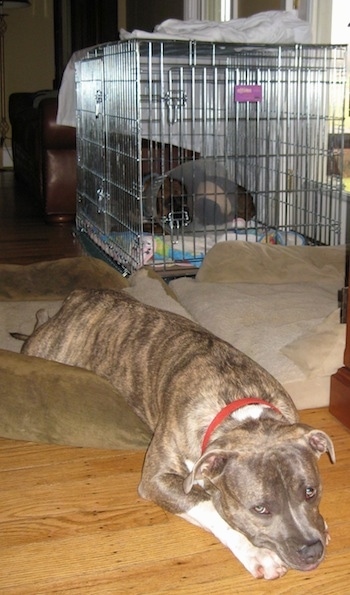Spencer the Pit Bull Terrier laying on a dog bed and Bruno the Boxer laying in the crate with the cone on