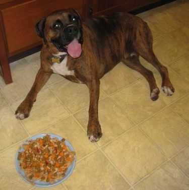 Bruno the Boxer laying on the floor with his mouth open and tongue out, with a plate of dog food made into a cake in front of him