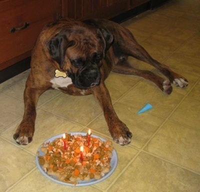 Bruno the Boxer looking at the Dog Food Cake which has lit candles. And the tiny hat is next to it