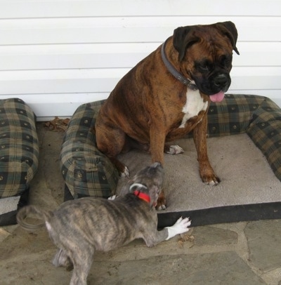 Spencer the Pit Bull Terrier play bowing to a sitting Bruno the Boxer
