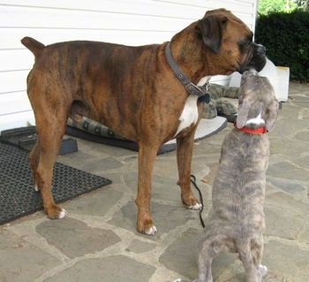 Spencer the Pit Bull Terrier Puppy continues to lick Bruno the Boxers face and Bruno continues to ignore