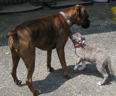 Bruno the Boxer being sniffed by Spencer the Pit Bull Terrier puppy