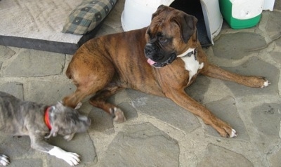 Spencer the Pit Bull Terrier Puppy play bowing at the leg of a laying Bruno the Boxer