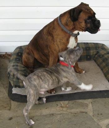 Spencer the Pit Bull Terrier bumping into a sitting Bruno the Boxer