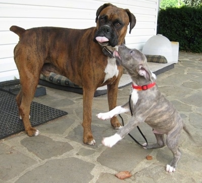 Spencer the Pit Bull Terrier puppy continues to jump in the air to lick Bruno the Boxers face