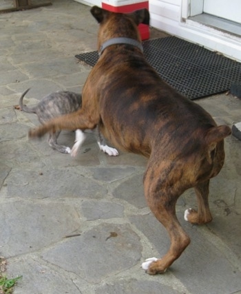 Bruno the Boxer starts to play back with Spencer the Pit Bull Terrier puppy