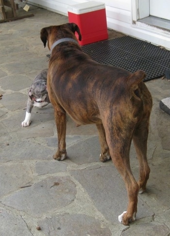 Spencer the Pit Bull Terrier play bowing to a standing Bruno the Boxer