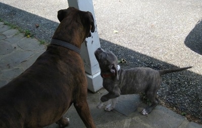 Spencer the Pit Bull Terrier Puppy looking up to Bruno the Boxer