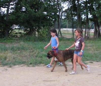 Two children walking Bruno the Boxer at a horse rodeo