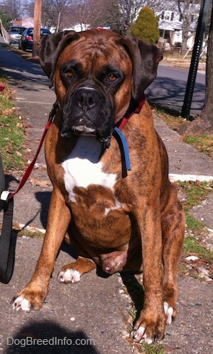 Bruno the Boxer sitting on a sidewalk