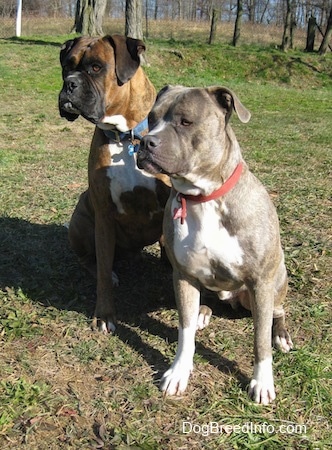 Bruno the Boxer and Spencer the Pitbull Terrier sitting next to each other in a yard looking into the distance
