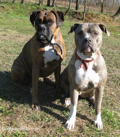 Bruno the Boxer and Spencer the Pit Bull Terrier sitting next to each other in a yard