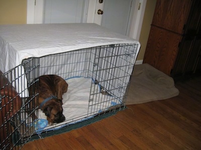 Bruno the Boxer laying in a crate covered in a sheet