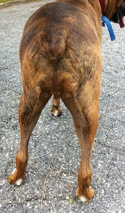 Bruno the Boxer gaining muscle tone back into his leg