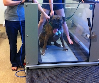 Bruno the Boxer getting ready to use the underwater treadmill