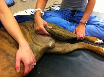 Therapist working on Bruno the Boxers knee