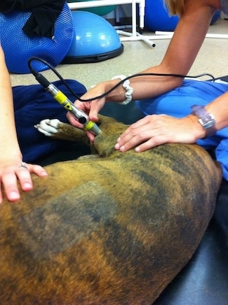 Bruno the Boxer receiving Laser therapy