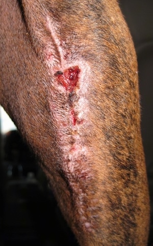 Close Up - Bruno the Boxers leg wound minus the staples