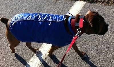 Bruno the Boxer wearing a blue coat, walking in a parking lot