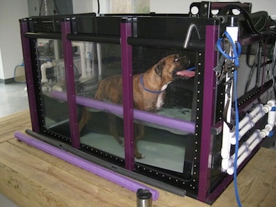 Bruno the Boxer walking on an underwater treadmill