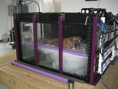 Bruno the Boxer walking on an inclined underwater treadmill and the jets are going