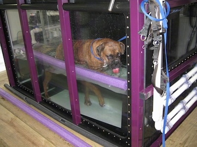 Bruno the Boxer walking on the treadmill with his tongue in the water