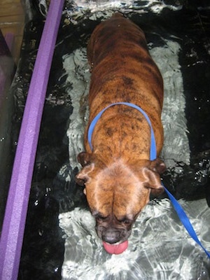 Bruno the Boxer walking on the underwater treadmill. Drinking the water