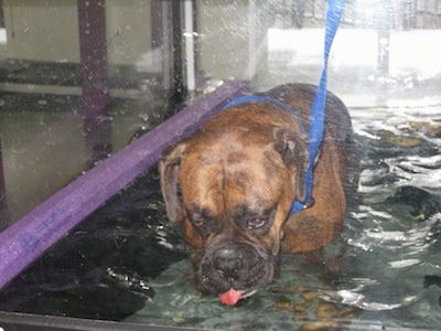 Bruno the Boxer drinking the water therapy water
