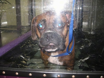 Bruno the Boxer walking on underwater therapy treadmill looking at the camera holder