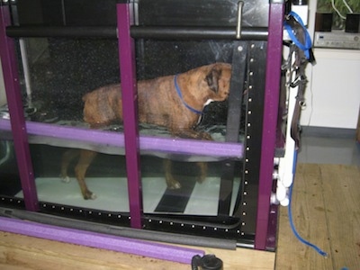 Bruno the Boxer walking on an inclined underwater treadmill