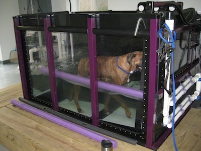 Bruno the Boxer walking on an inclined underwater treadmill with a water noodle and coffee mug on the outside