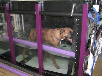 Bruno the Boxer walking on an inclined underwater treadmill with its mouth open and his tongue out