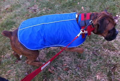 Bruno the Boxer with a blue coat on walking up a hill