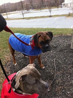 Bruno the Boxer and Spencer the Pitbull with coats on standing in the grass