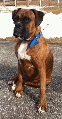 Bruno the Boxer sitting on a blacktop