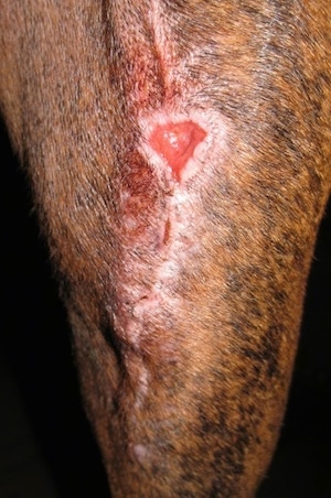 Close Up - Bruno the Boxer's incision with staples removed with a triangle shaped hole where the staple had popped off