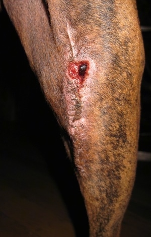 Close Up - Wound is getting shallower