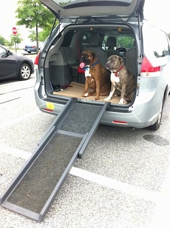Ramp leaning on the back of a van with Bruno the Boxer and Spencer the Pit Bull Terrier sitting in the back of the van with the hatch open