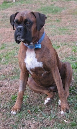 Bruno the Boxer sitting Outside looking into the distance