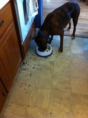 Bruno the Boxer eating dog food very sloppily