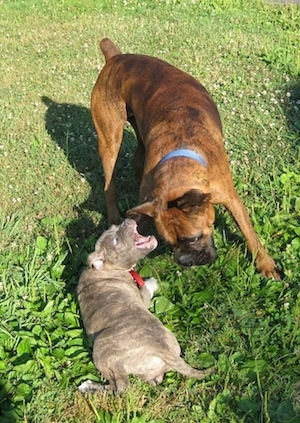 Bruno the Boxer playing outside with Spencer the Pitbull Terrier puppy