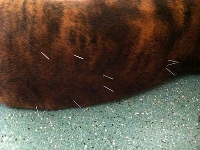 Close Up - Acupuncture needles in the back of Bruno the Boxer