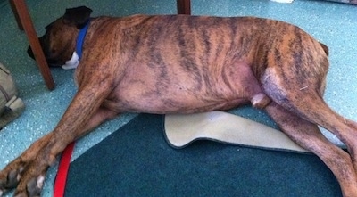 Bruno the Boxer at the Acupuncturist laying under a table