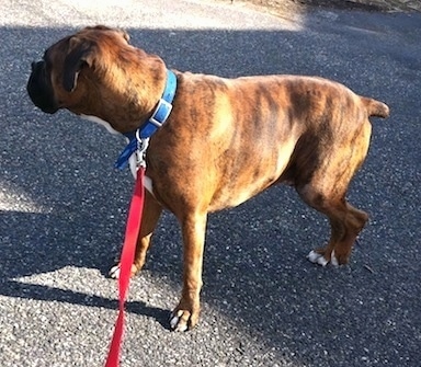 Bruno the Boxer outside in the driveway holding up his back leg