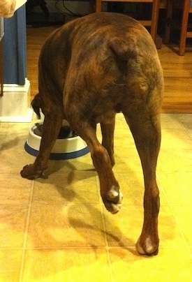 Bruno the Boxer eating out of a dog bowl with its left leg in the air