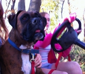 Bruno the Boxer riding on a golf cart with Sara driving