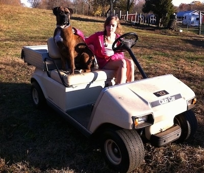 Bruno the Boxer sitting on the golf cart with Sara