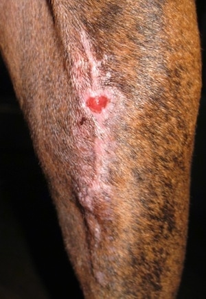 Close Up - Bruno the Boxer incision wound 30 Days later