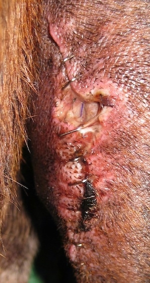 Closer Up - Bruno the Boxer surgery wound